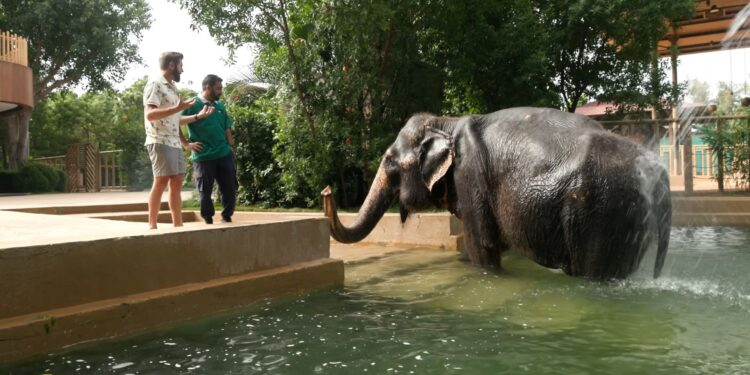 Beeld: Forrest Galante