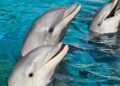 Bestbezochte dierentuin van Frankrijk wil dolfijnen uit gesloten dolfinarium gaan houden