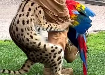 Beelden: serval grijpt papegaai tijdens demonstratie in dierentuin