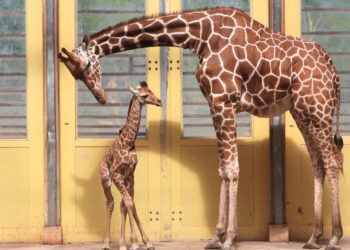 Politieke partij schrikt van salaris Blijdorp-directeur: ‘Moeilijk uitlegbaar’