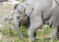 Jonge olifant al na een paar maanden dood in Zwitserland: ‘Ernstige blessure’