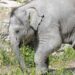 Jonge olifant al na een paar maanden dood in Zwitserland: ‘Ernstige blessure’
