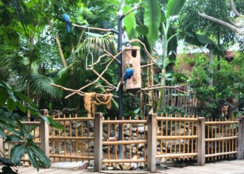 Dit bekende vakantiepark is nu ook een dierentuin: ‘We willen binturongs’