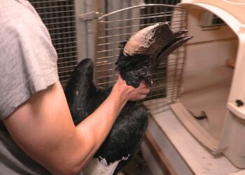 Inval bij Brabantse handelaar: neushoornvogels en honderden andere vogels in beslag genomen