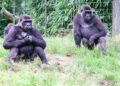 Burgers’ Zoo wil nieuwe diersoort toevoegen aan gorillaverblijf