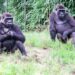 Burgers’ Zoo wil nieuwe diersoort toevoegen aan gorillaverblijf