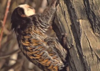 Eén apensoort minder in grote Nederlandse dierentuinen: GaiaZoo neemt afscheid