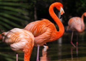 Voor 100.000 euro aan flamingo’s doodgemaakt in Drenthe: geen schadevergoeding