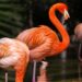 Voor 100.000 euro aan flamingo’s doodgemaakt in Drenthe: geen schadevergoeding