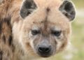 Brabants dierenpark schrapt opnieuw twee diersoorten uit de collectie