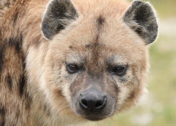 Brabants dierenpark schrapt opnieuw twee diersoorten uit de collectie