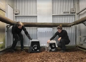 Wildlands zendt escalatie tussen apen uit op tv: mislukte afloop