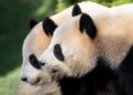 Frankrijk doet koppel reuzenpanda’s eerder weg dan verwacht