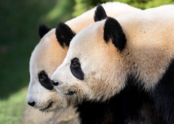 Frankrijk doet koppel reuzenpanda’s eerder weg dan verwacht