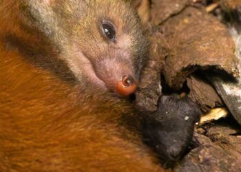 Dierenpark Zie-Zoo heeft een primeur: zeldzaam roofdier uit Madagaskar geboren
