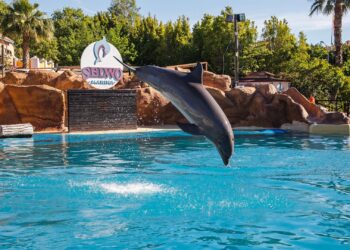 Groep dolfijnen stilletjes uit Europa naar Chinees dolfinarium verhuisd