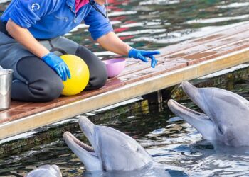 Overheid krijgt weer ongelijk: Dolfinarium hoeft shows niet aan te passen
