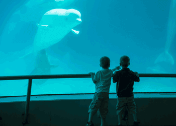 Dertig beloega’s worden mogelijk verkocht aan Chinees dolfinarium