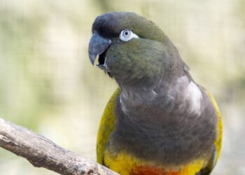 Besmettelijk virus ontdekt in Oostenrijkse dierentuin: vogels moeten weg