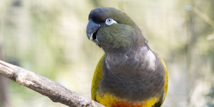 Beeld: Daniel Zupanc