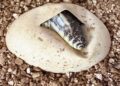Duitse dierentuin broedt grootste hagedissoort ter wereld uit