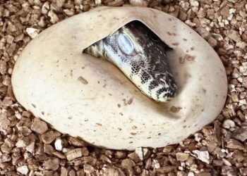 Duitse dierentuin broedt grootste hagedissoort ter wereld uit