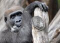 Grote gorillaruil: Artis, Beekse Bergen en Burgers’ Zoo verhuizen apen
