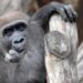 Grote gorillaruil: Artis, Beekse Bergen en Burgers’ Zoo verhuizen apen