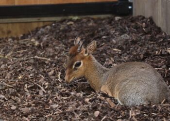 Nieuwe diersoort gearriveerd in Limburgse dierentuin GaiaZoo