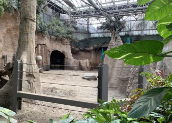 Diergaarde Blijdorp verbouwt binnenverblijf olifanten