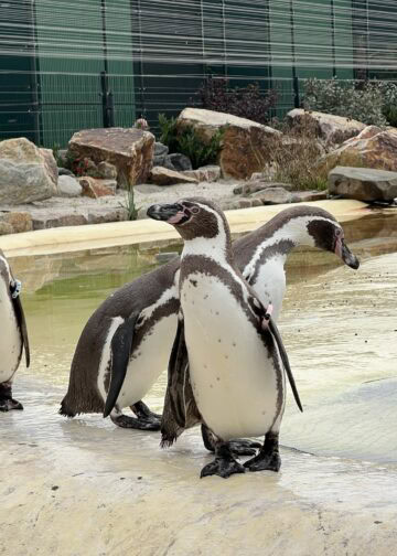 Gigantische privédierentuin in Nederland gaat één dag open voor publiek