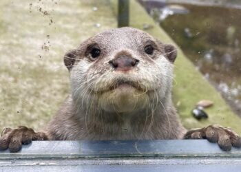 Nog een dierentuin te koop door financiële problemen: 5 hectare en 850 dieren