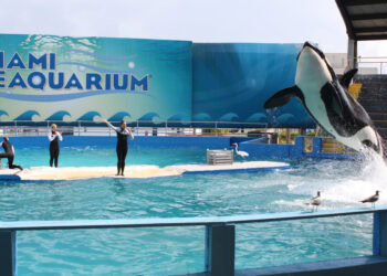 Omstreden dolfinarium heeft een nieuwe eigenaar: veel dieren gaan weg