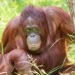 Orang-oetan overlijdt kort na bevalling in Apenheul, jong leeft nog