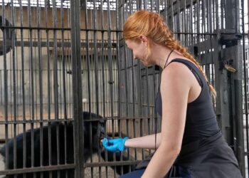 Nederlandse Cynthia woont tijdelijk op Chimpanzee Island: ‘Er ontsnapt er wel eens een’