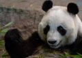 Dierentuin die reuzenpanda’s moest terugsturen failliet verklaard