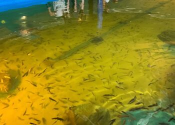 Eindhoven Zoo gaat stoppen met garra rufa’s: ‘Geen onderdeel van toekomstvisie’