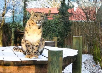 Dode roofdieren ontdekt in kapotte vriescel van dierentuin: directie weet van niks