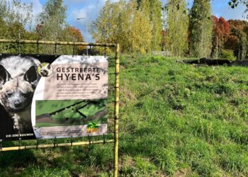 Brabants dierenpark stopt met tientallen diersoorten, maar heeft grootse toekomstplannen
