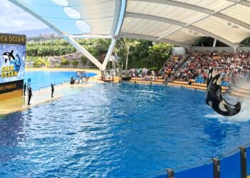 Loro Parque wil nieuwe orka’s en spant rechtszaak aan