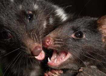 Quolls maken opmars in Europese dierentuinen: ‘Fascinerende diersoort’