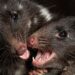 Quolls maken opmars in Europese dierentuinen: ‘Fascinerende diersoort’