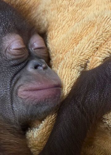 Apenheul zoekt oplossing voor pasgeboren orang-oetan