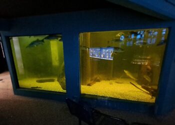 Zeeaquarium op de Waddeneilanden sluit definitief de deuren