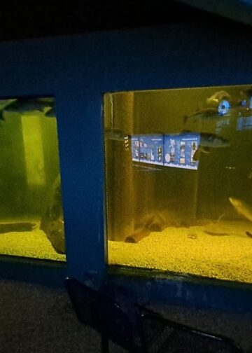 Zeeaquarium op de Waddeneilanden sluit definitief de deuren