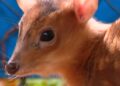 Limburgs dierenpark krijgt jong van verboden diersoort