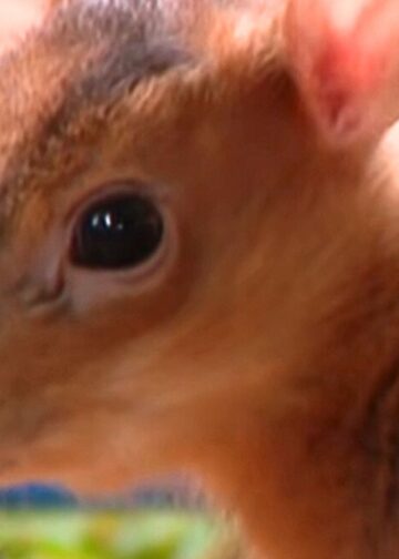 Limburgs dierenpark krijgt jong van verboden diersoort