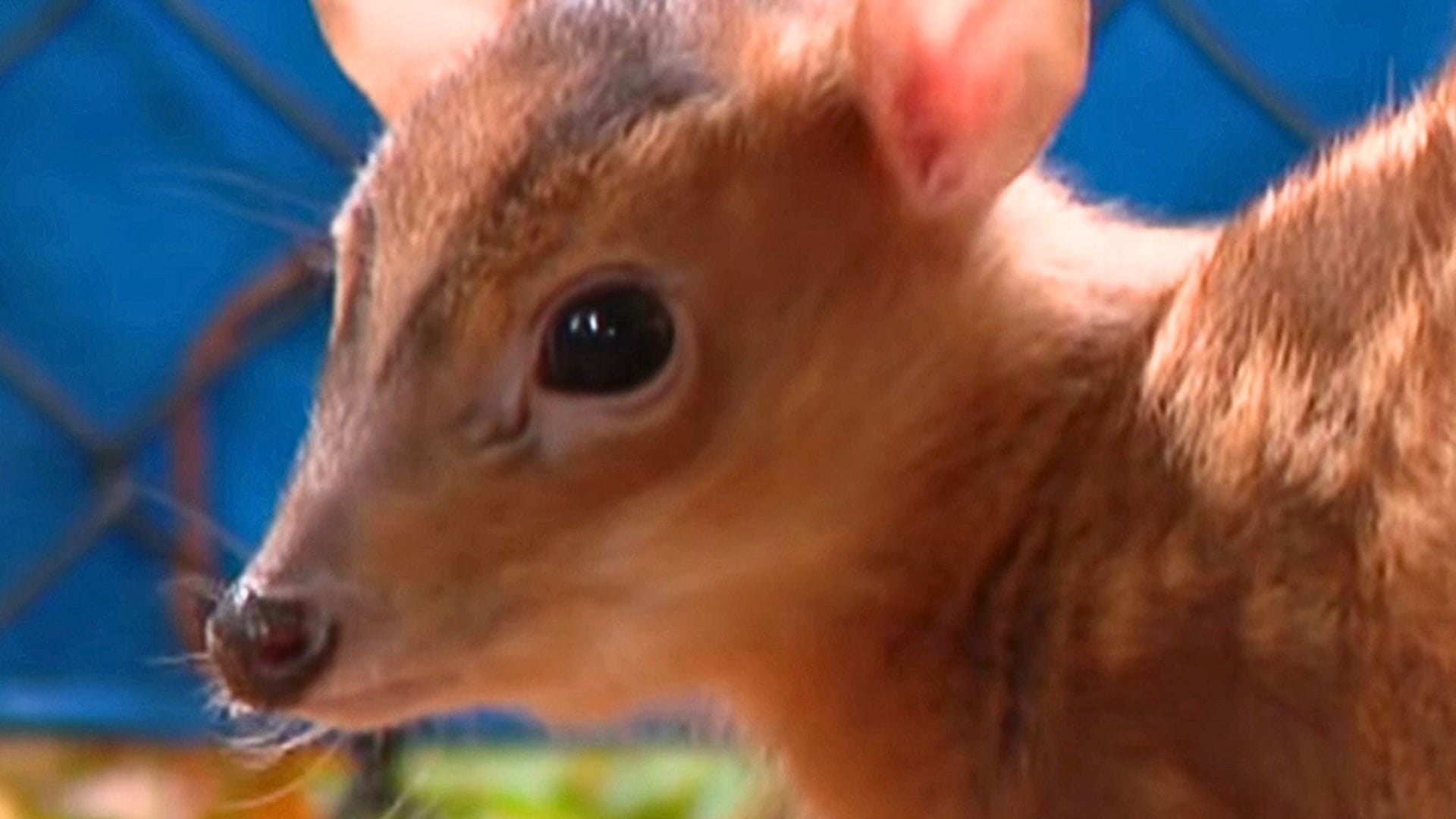 Limburgs dierenpark krijgt jong van verboden diersoort
