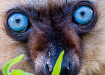 Apenheul krijgt laatste blauwoogmaki’s in Europa: ‘Kritieke situatie’