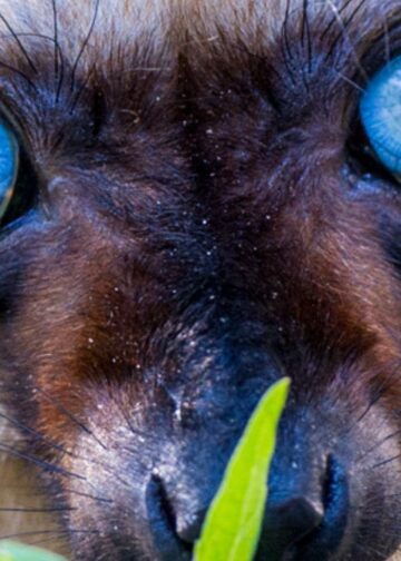 Apenheul krijgt laatste blauwoogmaki’s in Europa: ‘Kritieke situatie’